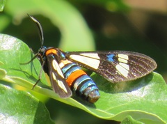 Euchromia folletii