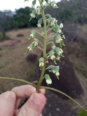 Myroxylon peruiferum