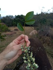 Myroxylon peruiferum