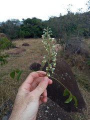 Myroxylon peruiferum