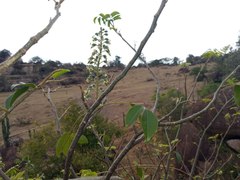 Myroxylon peruiferum