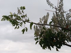 Myroxylon peruiferum