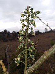 Myroxylon peruiferum