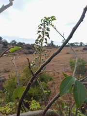 Myroxylon peruiferum