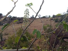 Myroxylon peruiferum