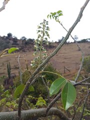 Myroxylon peruiferum