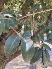 Ligustrum lucidum