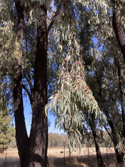 Eucalyptus sideroxylon