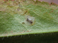 Phytomyza crassiseta