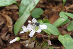 Andrena erigeniae