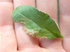 Phytomyza crassiseta