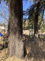 Eucalyptus sideroxylon