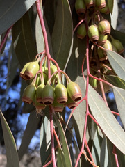Eucalyptus sideroxylon