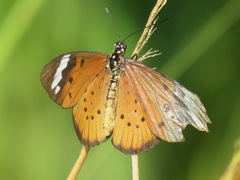Acraea encedon encedon