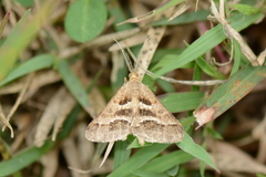 Isturgia disputaria