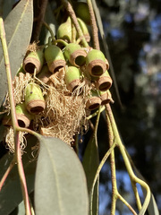 Eucalyptus sideroxylon