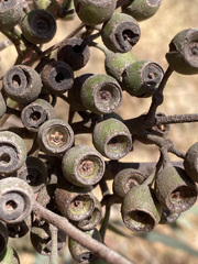 Eucalyptus sideroxylon