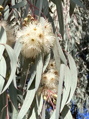 Eucalyptus sideroxylon