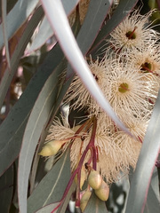 Eucalyptus sideroxylon