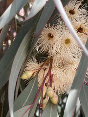 Eucalyptus sideroxylon