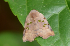 Xenochroa chlorostigma