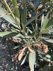 Nerium oleander