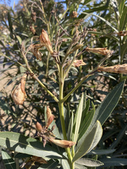 Nerium oleander
