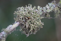 Ramalina calicaris