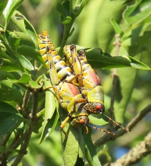 Zonocerus elegans