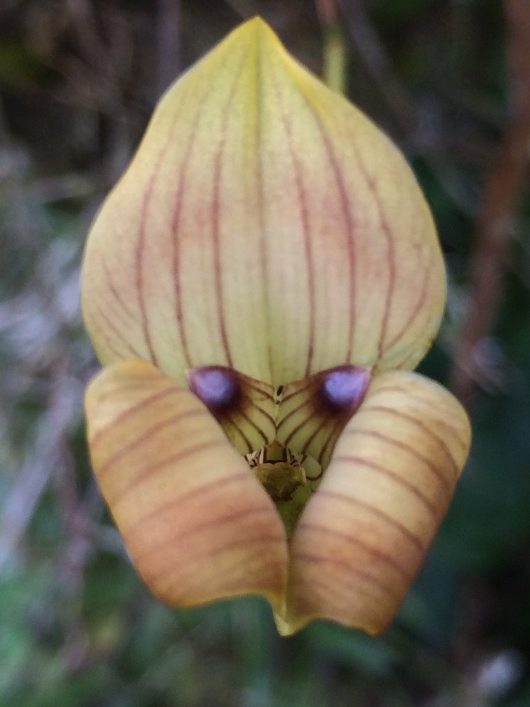 Maxillaria egertoniana