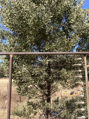 Acacia melanoxylon