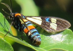 Euchromia folletii