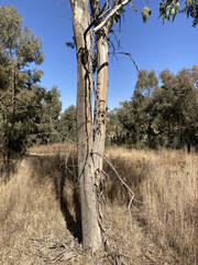Eucalyptus camaldulensis