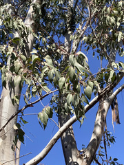 Eucalyptus camaldulensis