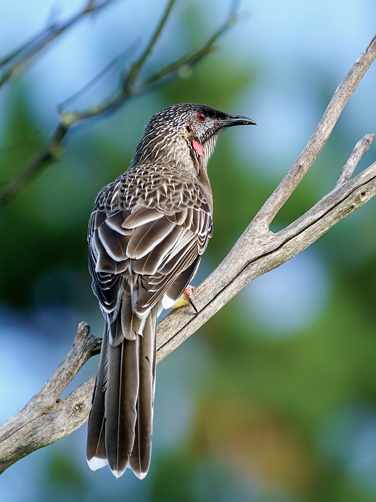 Wattlebirds