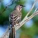 Wattlebirds - Photo (c) David Cook, some rights reserved (CC BY-NC)