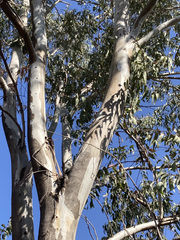 Eucalyptus camaldulensis