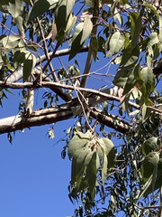 Eucalyptus camaldulensis