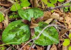 Trillium reliquum