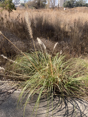 Cortaderia selloana