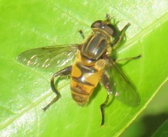 Helophilina