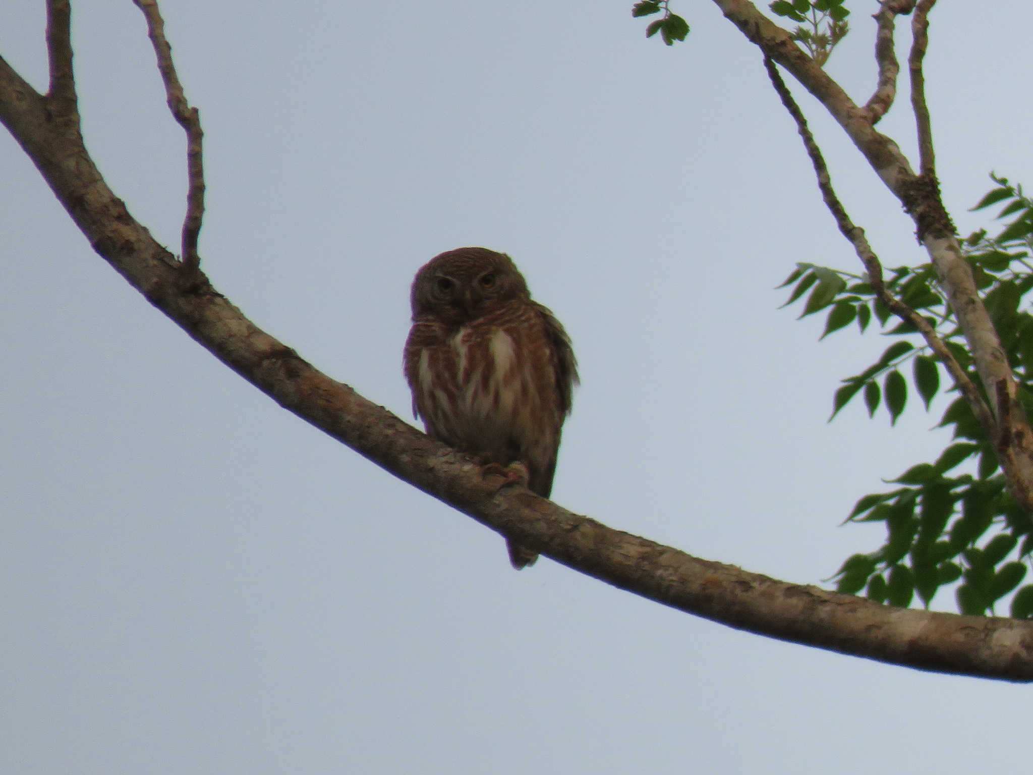 Asian Barred Owlet