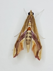 Agathodes designalis