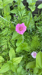 Zinnia elegans