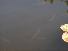 Scardinius erythrophthalmus