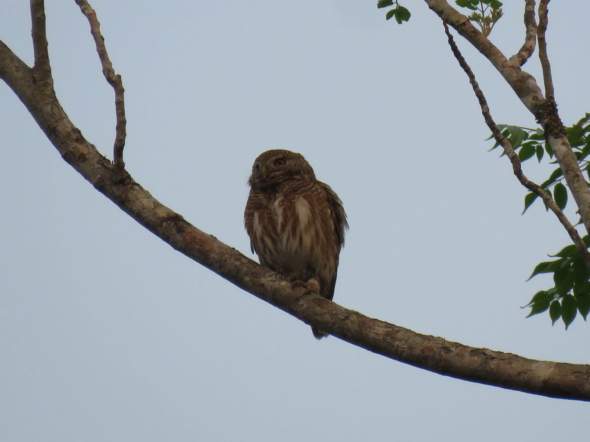 Asian Barred Owlet