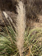 Cortaderia selloana