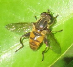 Helophilina