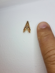 Agathodes designalis