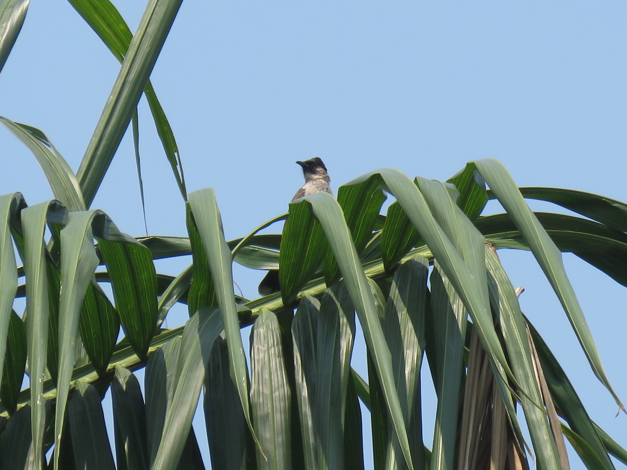 Sooty-headed Bulbul